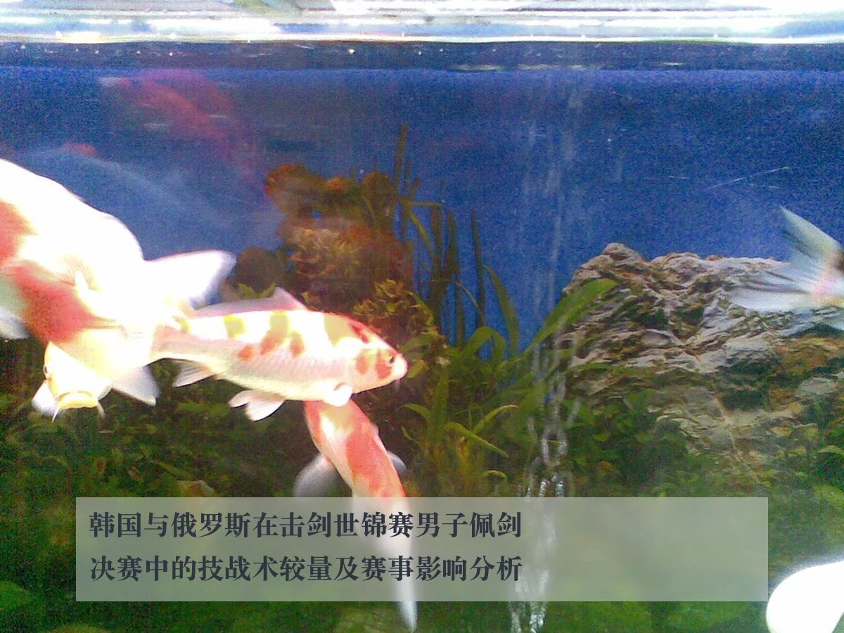 韩国与俄罗斯在击剑世锦赛男子佩剑决赛中的技战术较量及赛事影响分析